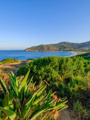 Maquis fleuri au-dessus d'une baie et de sa plage